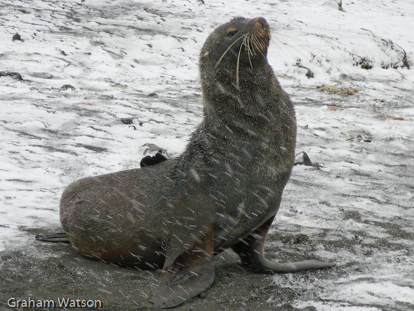 A proud Fur Seal