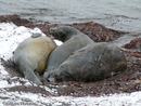 Elephant Seals wallowing on Aitcho Island