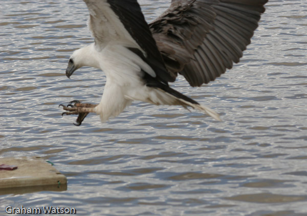 White-bellied Sea Eagle