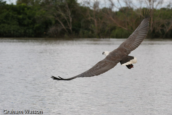 White-bellied Sea Eagle