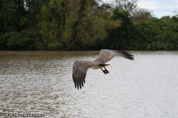 White-bellied Sea Eagle