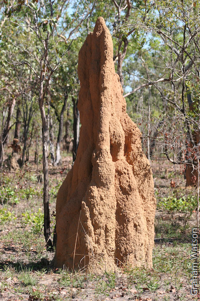 Cathederal Ant nests
