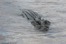 Saltwater Crocodile (Saltie)