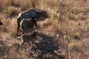 Water Buffalo with calves