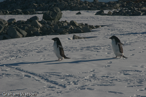 Adelie Penguins