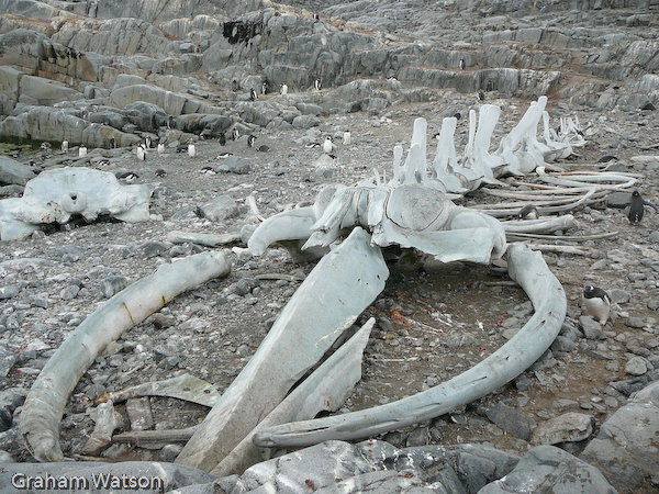 Humpback Whale Skeleton