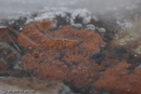 Frozen moss on Horeshoe Island