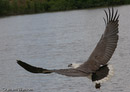 White-bellied Sea- Eagle